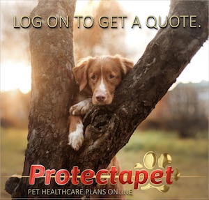 Dog hiding behind a tree advertising free online quotes for Protectapets pet healthcare plans 